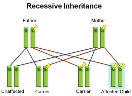 Recessive inheritance of CF.